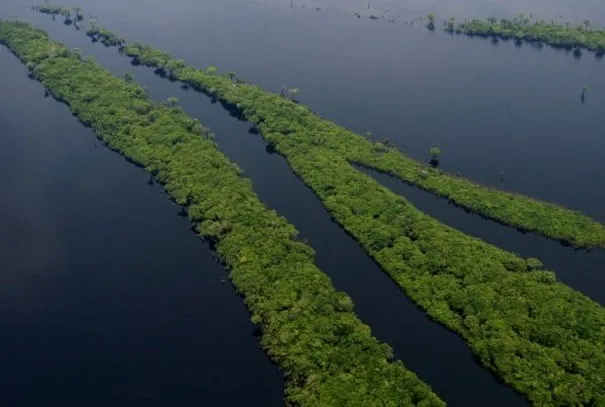 Experts point out that Biden’s victory has a positive impact for the Amazon