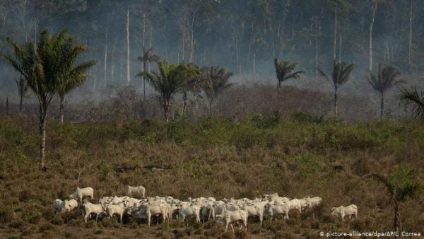  Especialistas avaliam carta de Bolsonaro a Biden sobre fim do desmatamento ilegal