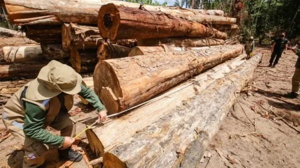 Amazônia perdeu área florestal do tamanho do Japão nos últimos 18 anos, diz IBGE