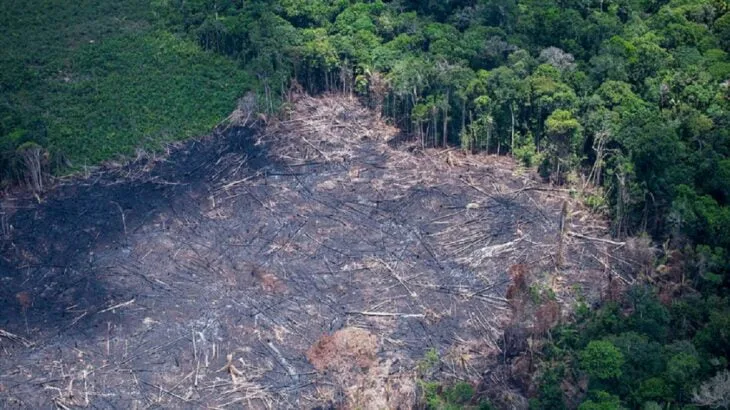 Crescimento do desmatamento é consequência de ações federais, aponta especialista