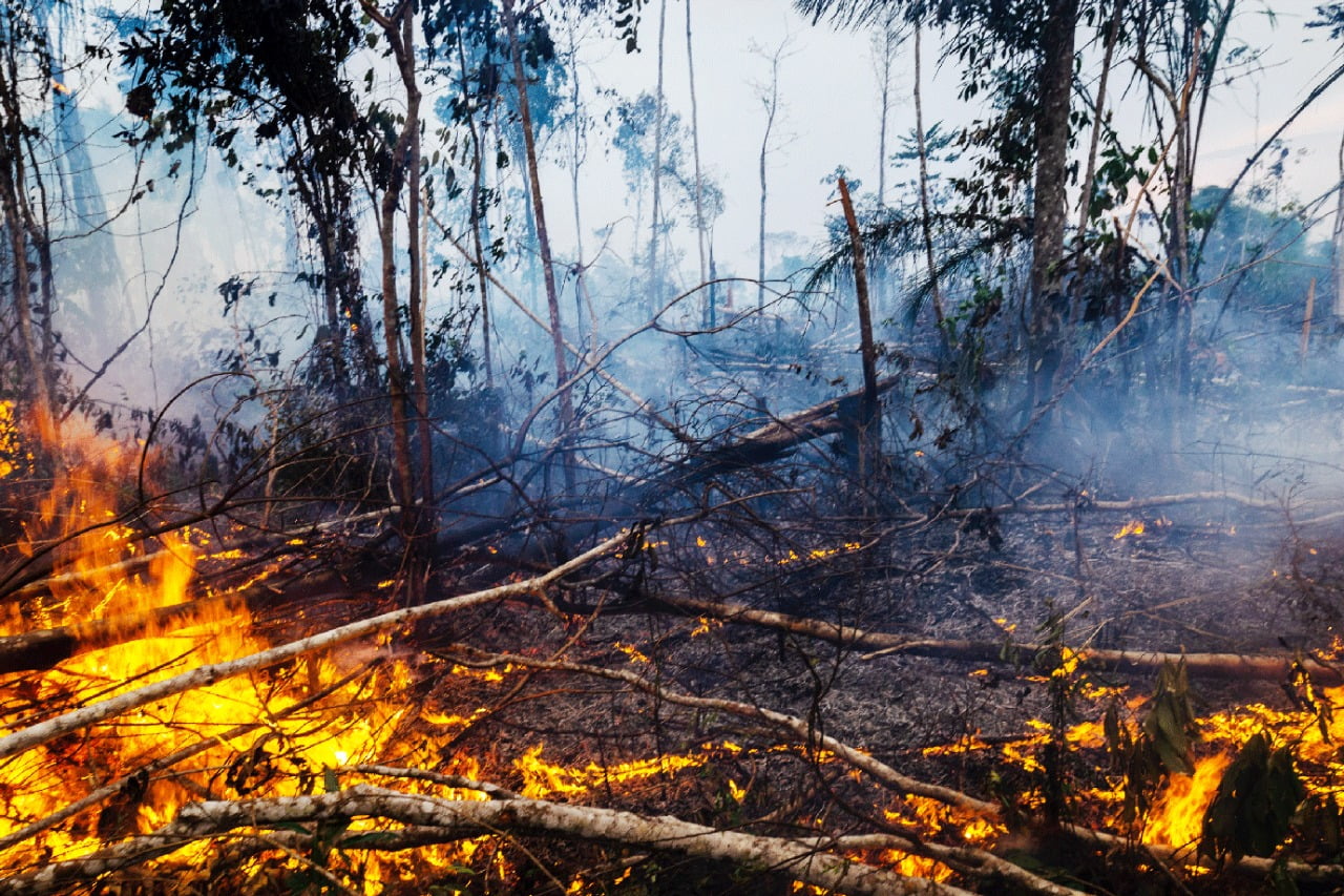  Cinco estados somam alta de 145% em queimadas na Amazônia Legal
