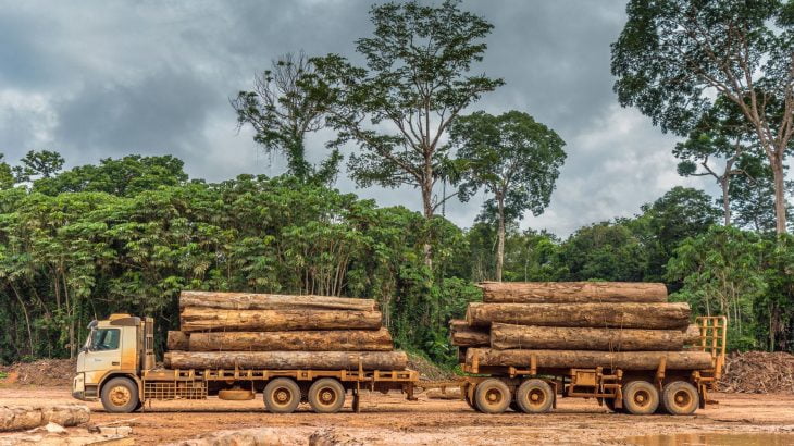  Rondônia perdeu quase 70 mil campos de futebol para a exploração madeireira em um ano