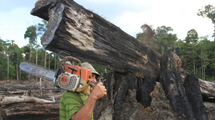  Desmatamento na Amazônia em 35 anos atinge área do tamanho da Espanha e Reino Unido juntos