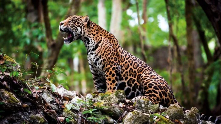  No Dia Nacional da Onça-Pintada, App é lançado para monitorar maior símbolo da Amazônia