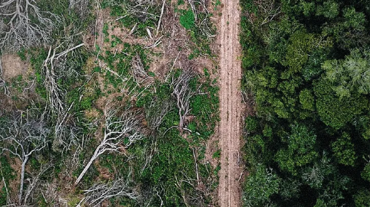  Estudo de crimes investigados pela Polícia Federal aponta que&nbsp;desmatamento na Amazônia é impulsionado por economias ilícitas