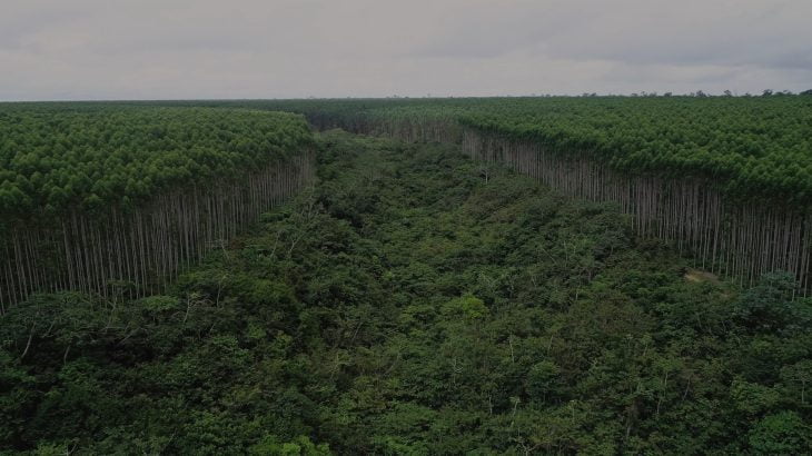  Equilíbrio: regeneração da Amazônia é maior onde não há disputa com áreas agrícolas, indica mapeamento inédito