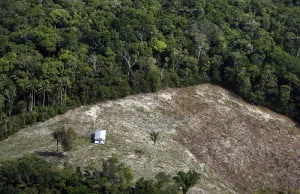  Amazônia de Pé: campanha promove coleta de assinaturas por nova lei para combater o desmatamento