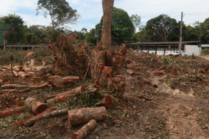 Desmatamento: Universidade Federal do AM fala em reduzir impactos e retoma ações para tratar de obras de edifício