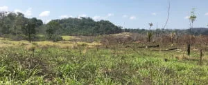  Observatório do Clima lança documento com medidas para reverter ‘legado tóxico’ de Bolsonaro na política ambiental