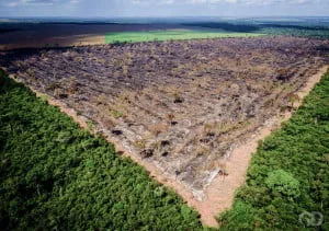  Mato Grosso segue em terceiro lugar entre os Estados da Amazônia Legal no ranking da devastação, aponta pesquisa
