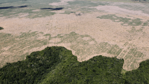  Desmatamento na Amazônia: primeiro semestre foi o mais severo em 15 anos, aponta Imazon