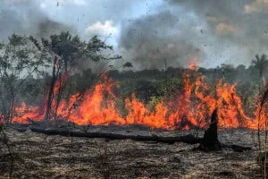  Amazônia: mês de agosto registra dia de maior foco de calor em seis anos
