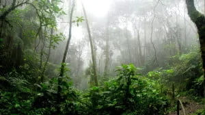  Estados do Norte podem ter chuvas acima de 30mm nos próximos três dias; volume é decorrente de altas temperaturas