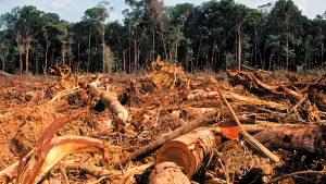  Instituto lança portal sobre desmatamento na Amazônia a partir de ações judiciais