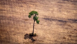 Desmatamento: Amazônia perdeu 3 mil campos de futebol por dia em 2022; acumulado repete pior marca em 15 anos