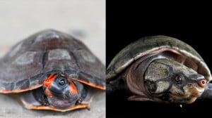  Projeto de pesquisadora da Ufam propõe conservação de tartarugas e turismo na Amazônia