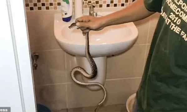  Jovem tailandês tem órgão genital lesionado por cobra píton enquanto usava o banheiro